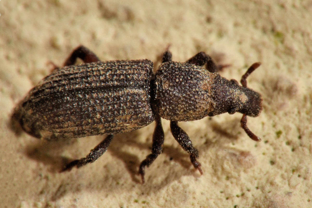 Curculionidae: Choerorhinus squalidus?  S !